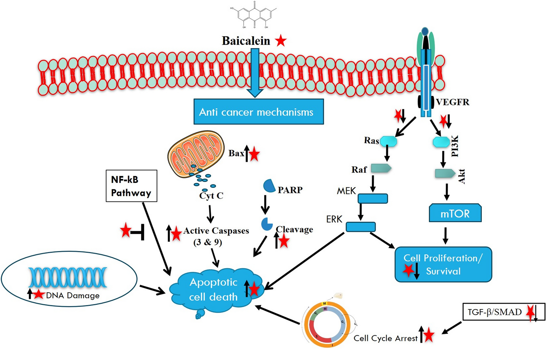 Baicalein, a natural flavonoid in gastrointestinal cancers treatment: recent trends and future perspectives