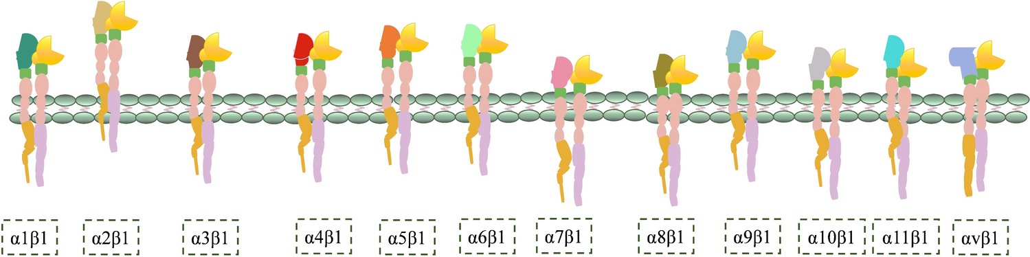 Integrin β1 in breast cancer: mechanisms of progression and therapy