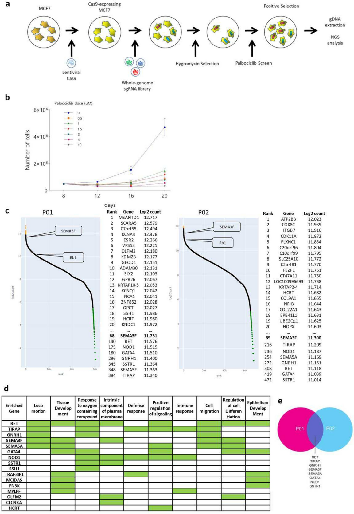 A genome-wide CRISPR/Cas9 knockout screen identifies SEMA3F gene for resistance to cyclin-dependent kinase 4 and 6 inhibitors in breast cancer