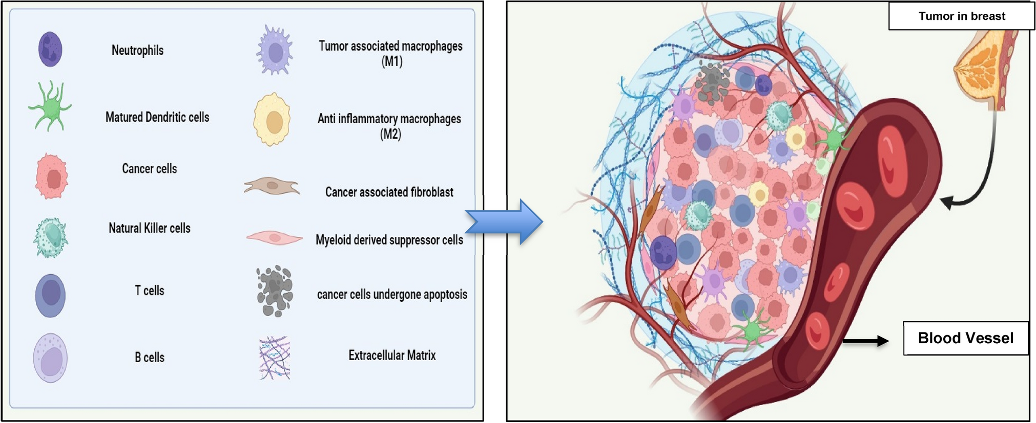 An insight into the role of innate immune cells in breast tumor microenvironment