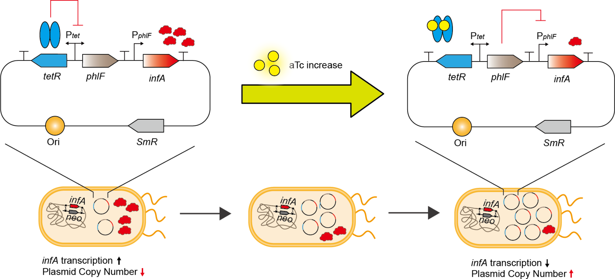 Dynamic control of the plasmid copy number maintained without antibiotics in Escherichia coli