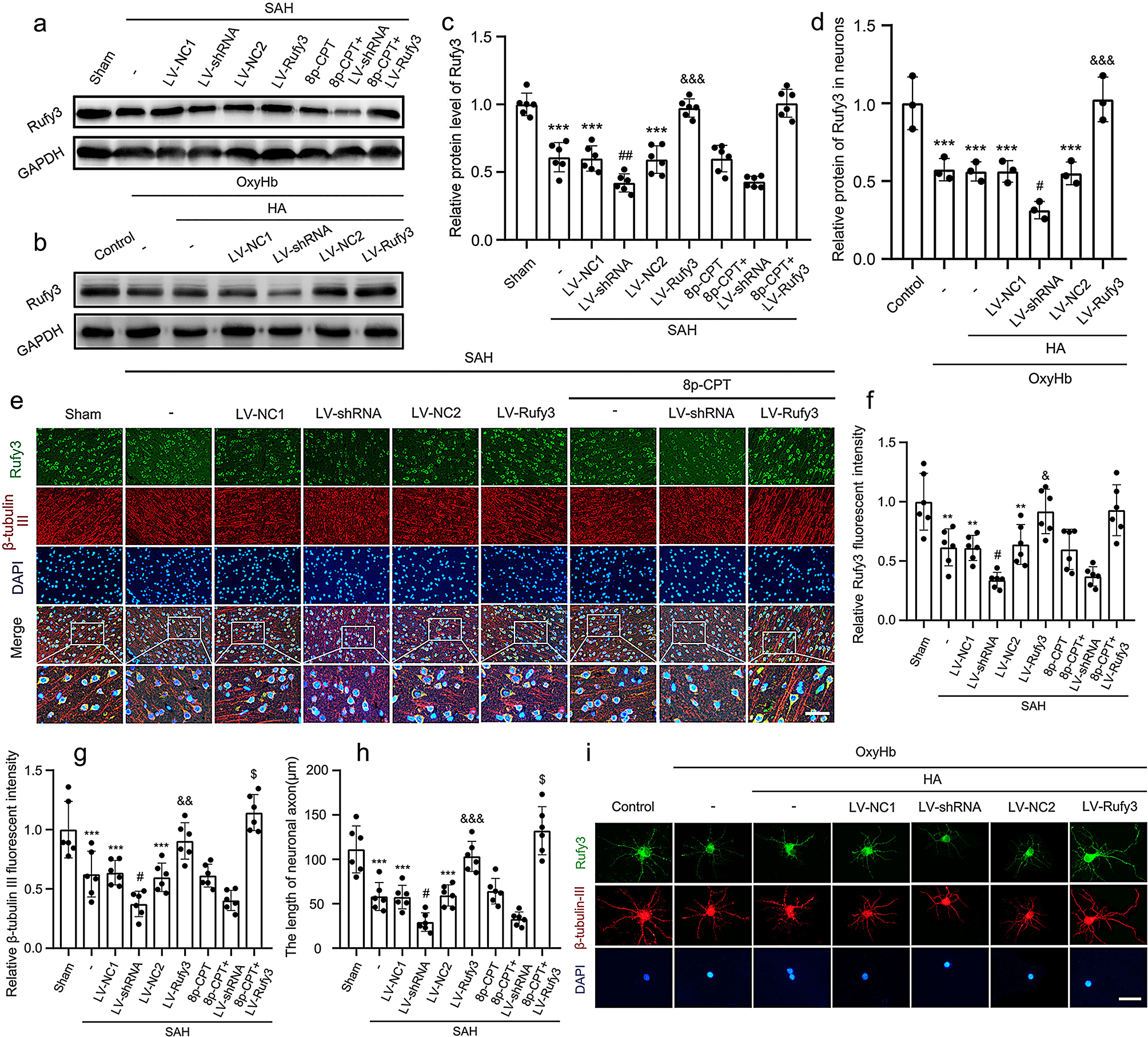 Correction to: Roles of Rufy3 in experimental subarachnoid hemorrhage-induced early brain injury via accelerating neuronal axon repair and synaptic plasticity