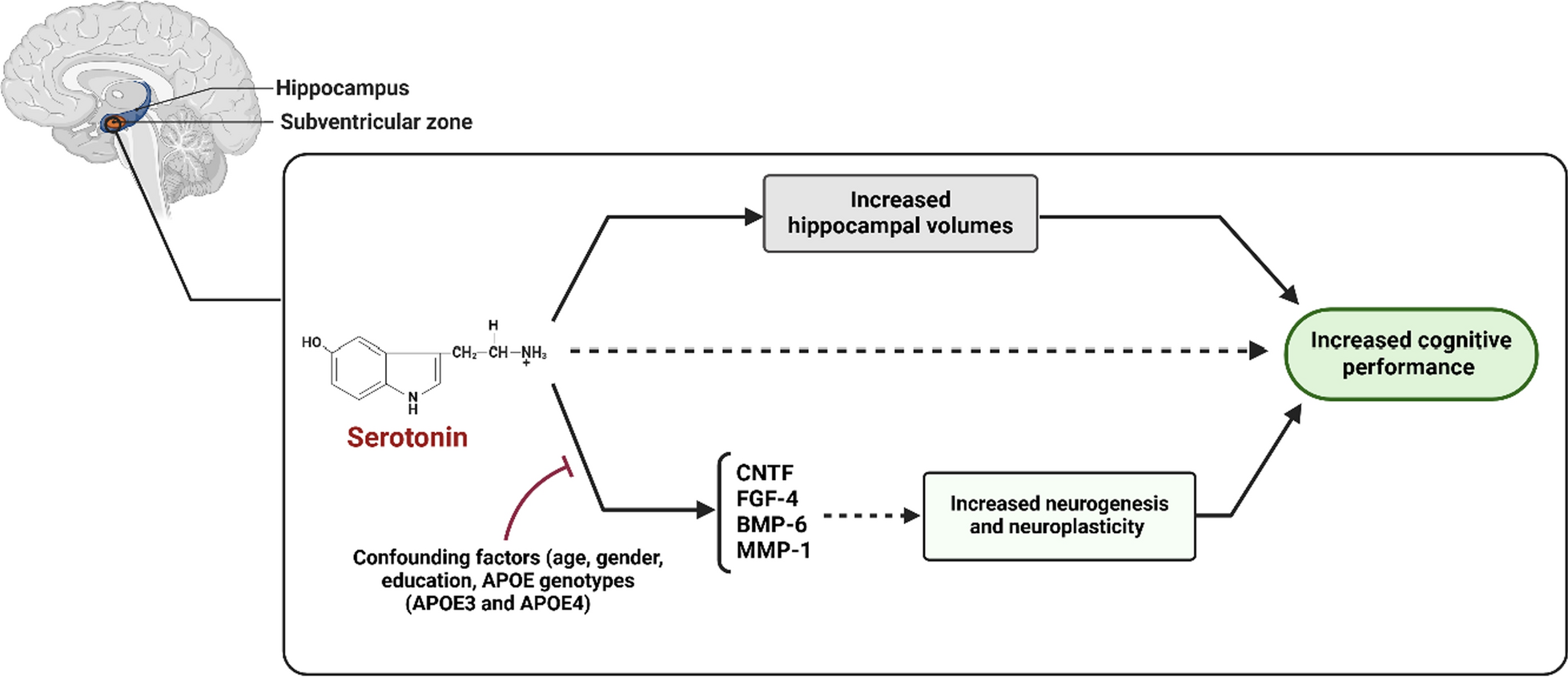 Serotonin enhances neurogenesis biomarkers, hippocampal volumes, and cognitive functions in Alzheimer’s disease