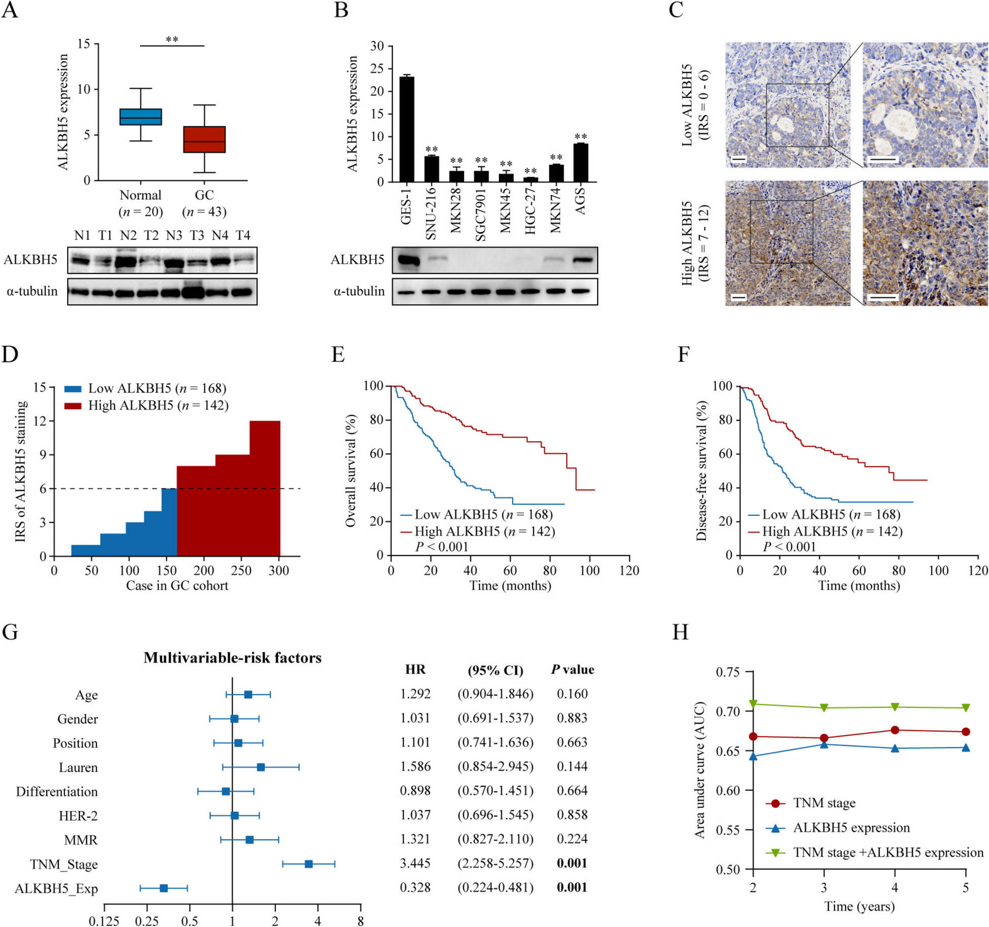 ALKBH5 suppresses gastric cancer tumorigenesis and metastasis by inhibiting the translation of uncapped WRAP53 RNA isoforms in an m6A-dependent manner