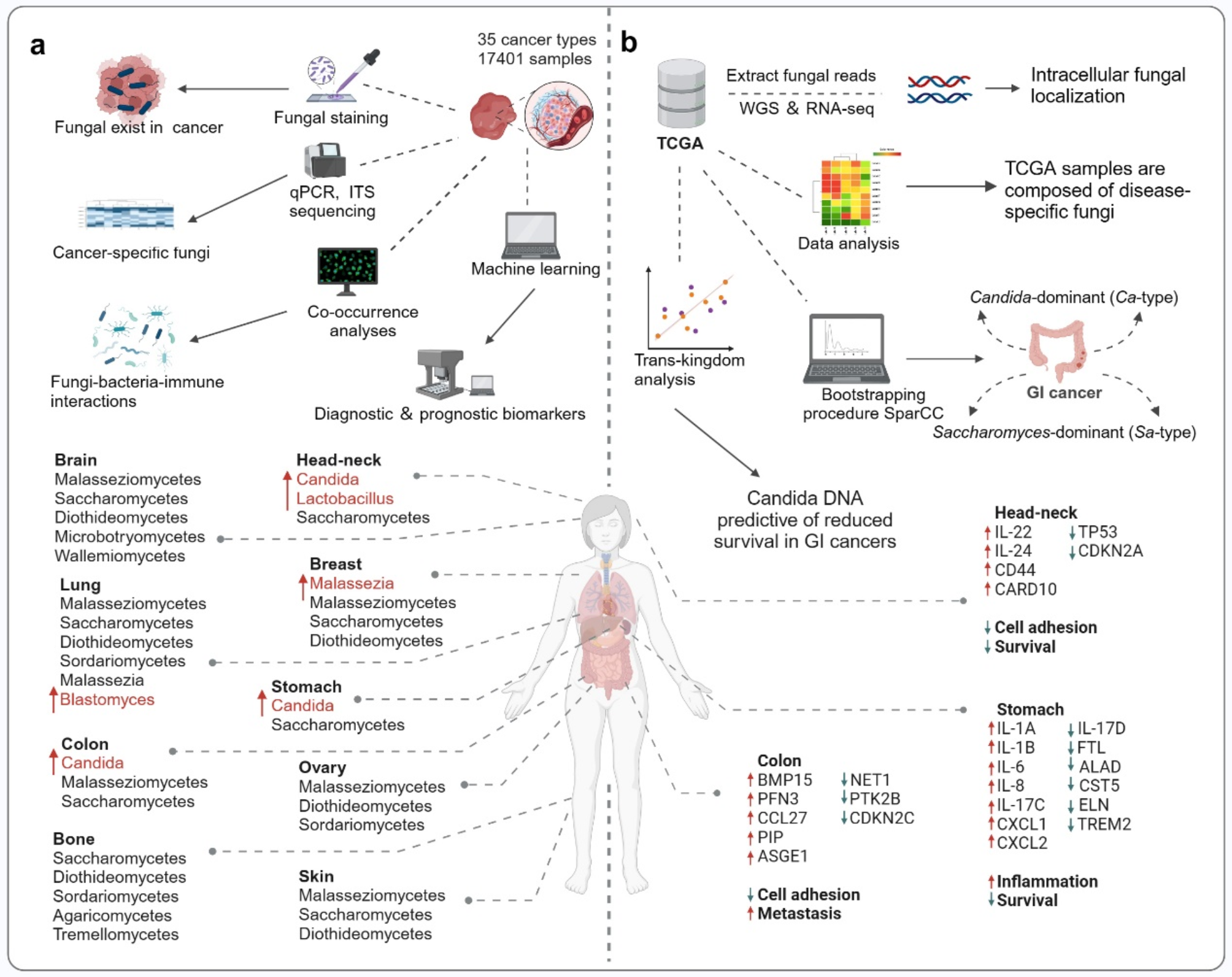 The mycobiome in human cancer: analytical challenges, molecular mechanisms, and therapeutic implications