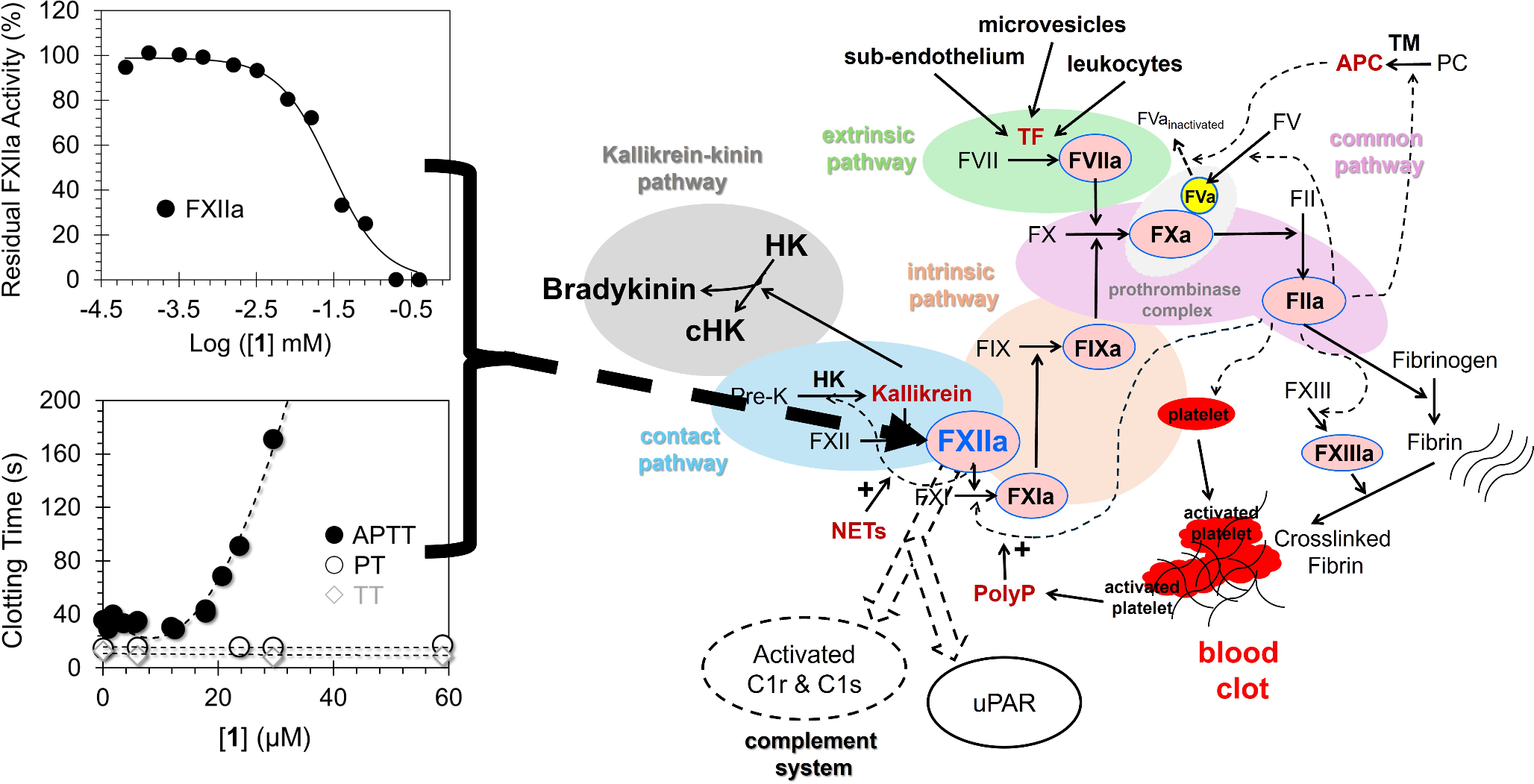 Discovery of a new lead molecule to develop a novel class of human factor XIIa inhibitors