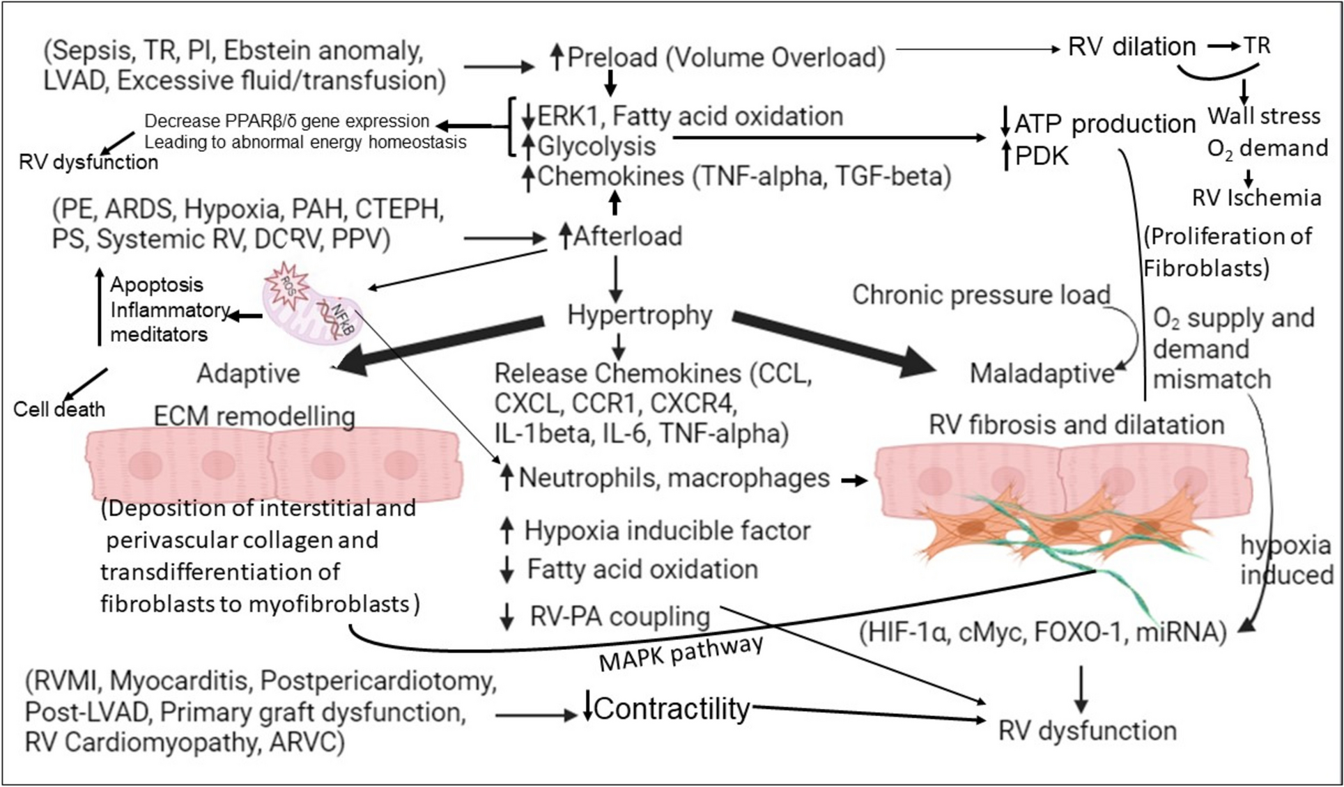 Novel Therapies for Right Ventricular Failure