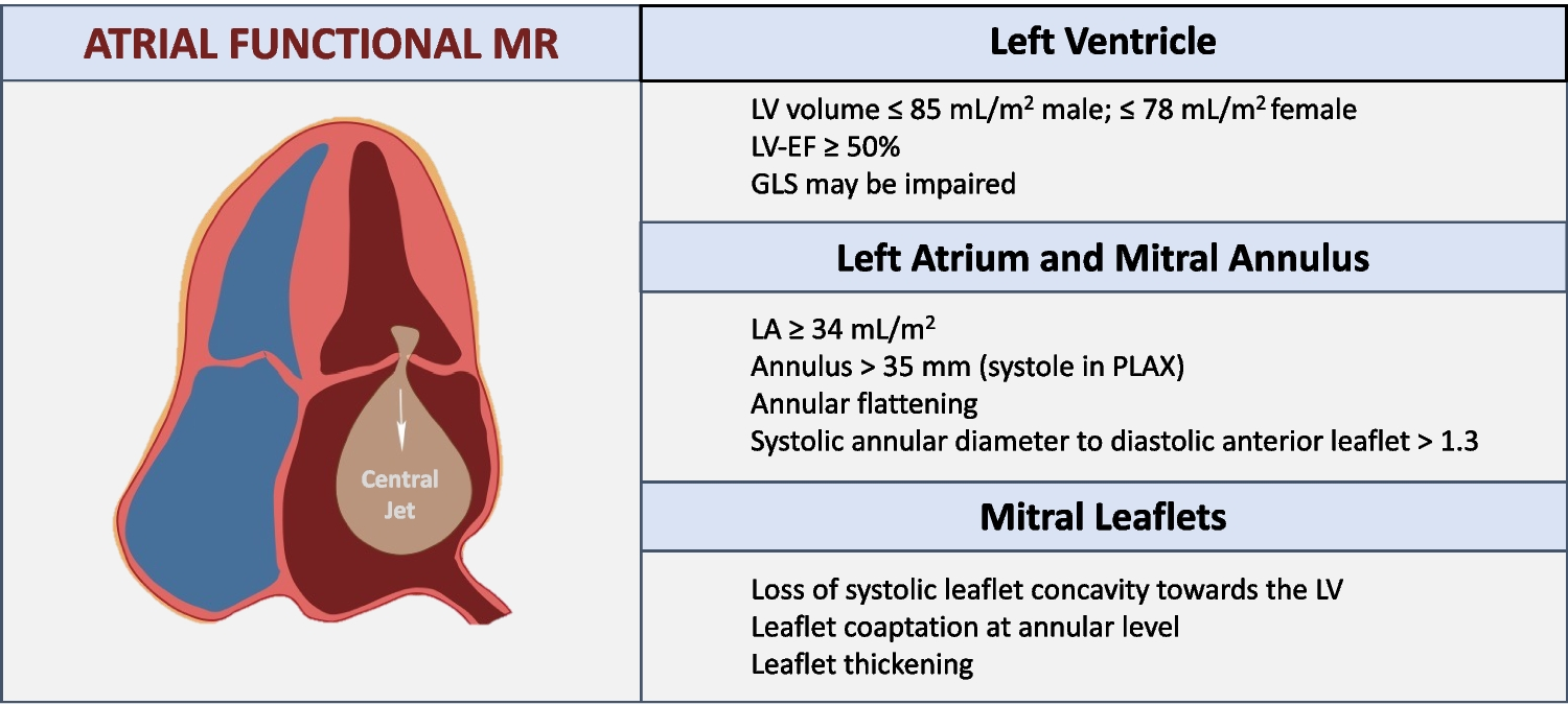 Atrial Functional Mitral Regurgitation: Definition, Mechanisms, and Treatment Perspectives