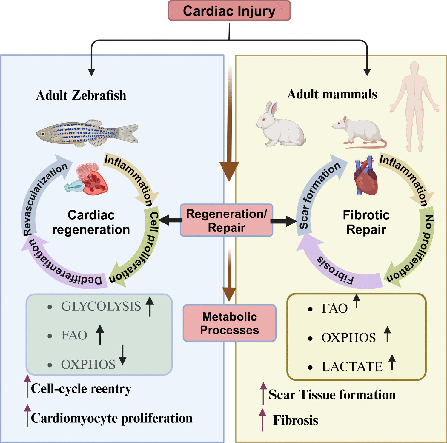 Cardiac Regeneration in Adult Zebrafish: A Review of Signaling and Metabolic Coordination