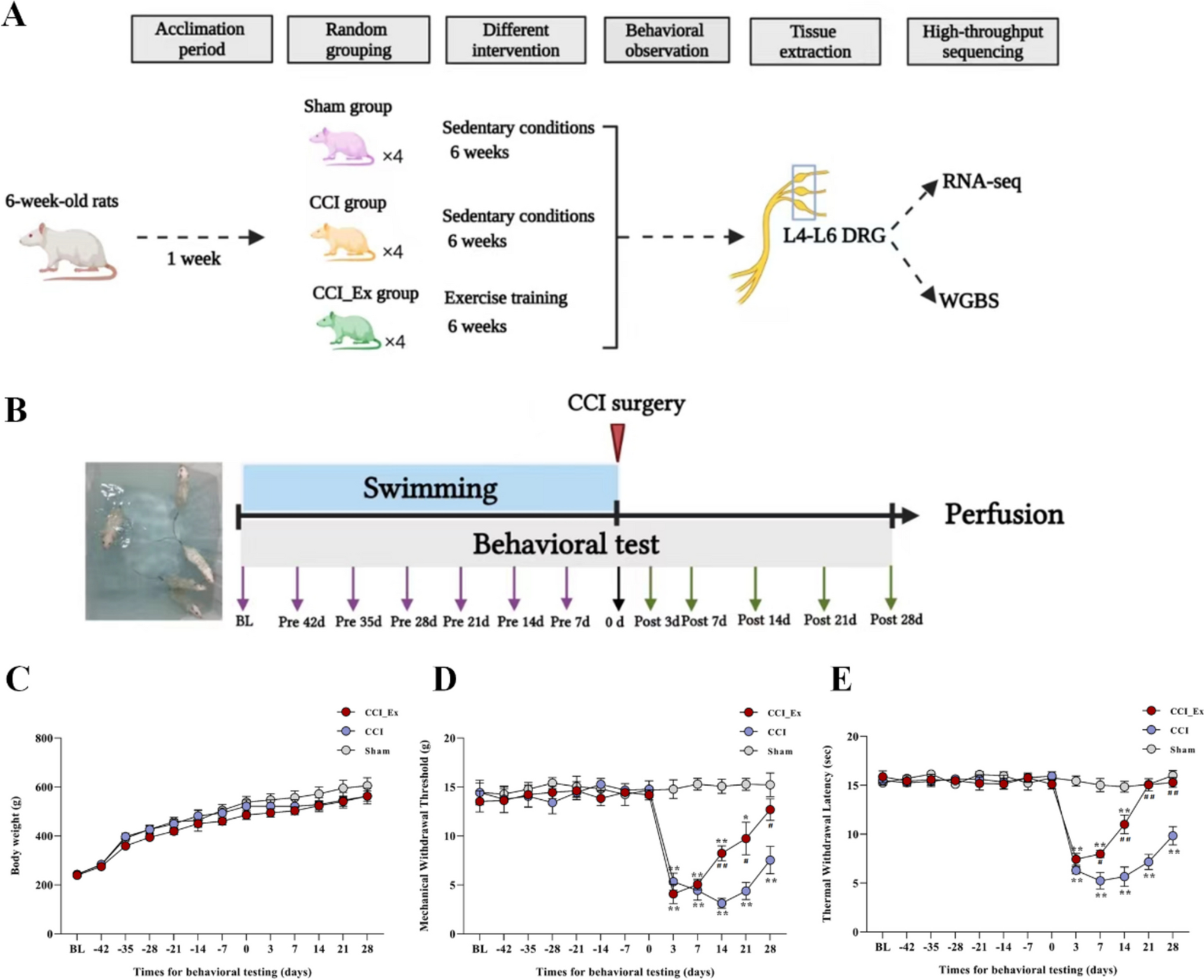 Identification of Potential Intervention Targets Involved in Prior Exercise that Attenuates Peripheral Neuropathic Pain by Integrating Transcriptome and Whole-genome Bisulfite Sequencing Analyses