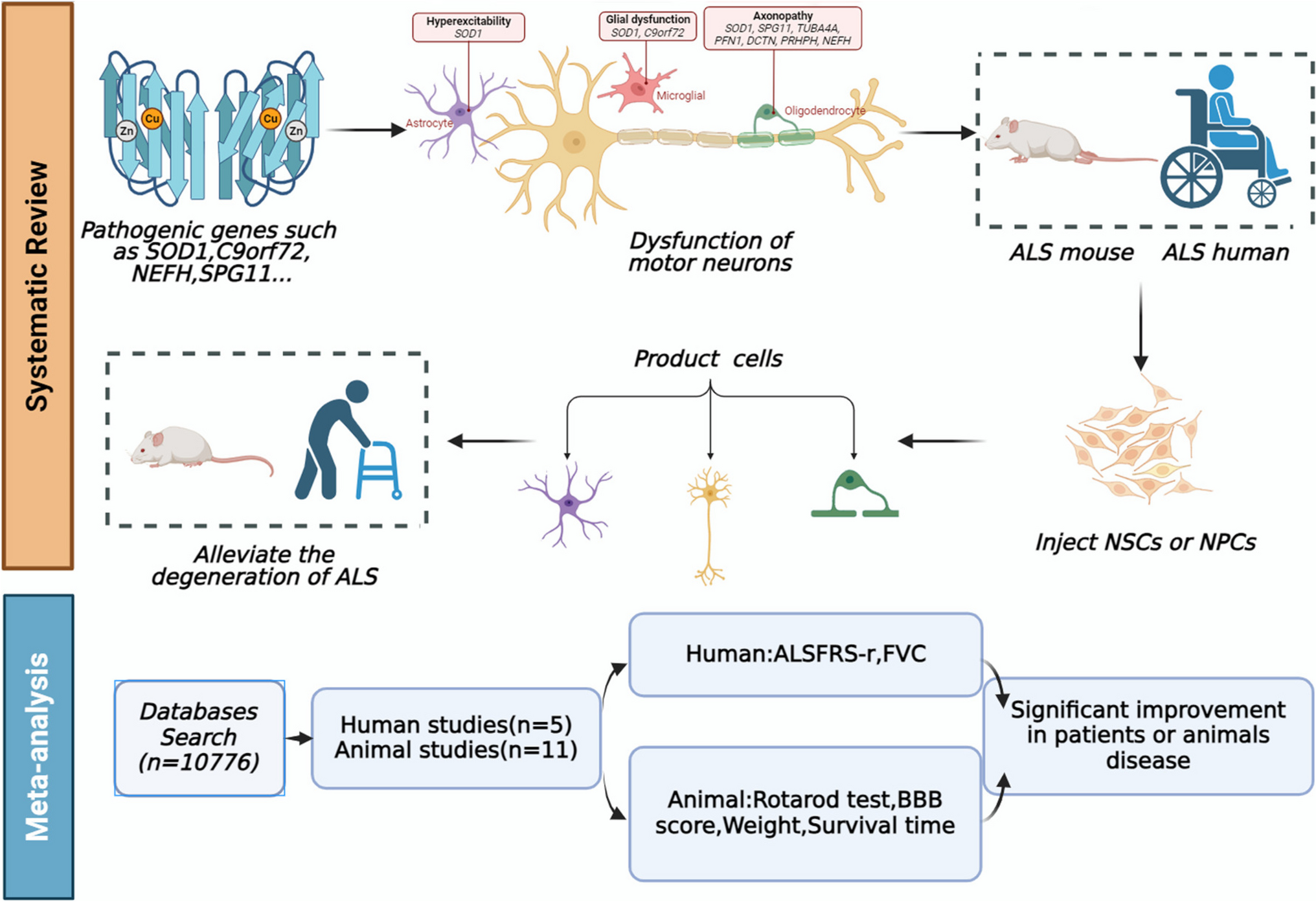 Neural Stem/Progenitor Cell Therapy in Patients and Animals with Amyotrophic Lateral Sclerosis: A Systematic Review and Meta-analysis