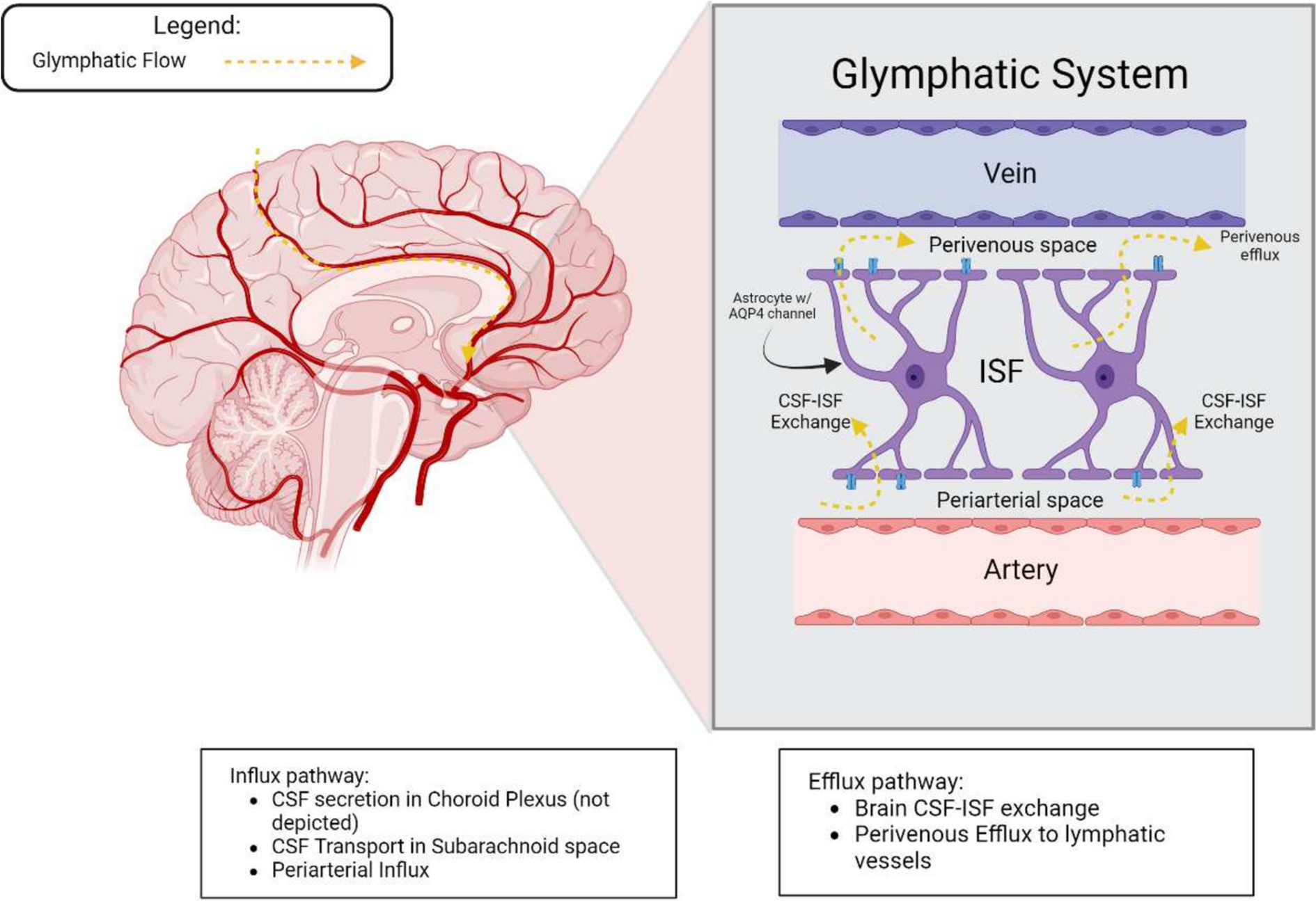 Insights into the Role of the Glymphatic System in the Pathogenesis of Post-hemorrhagic Hydrocephalus