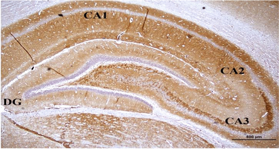 Correction: Astaxanthin and DHA Supplementation Modulates the Maternal Undernutrition-induced Impairment of Cognitive Behavior and Synaptic Plasticity in Adult Life of Offspring’s -Exploring the Molecular Mechanism