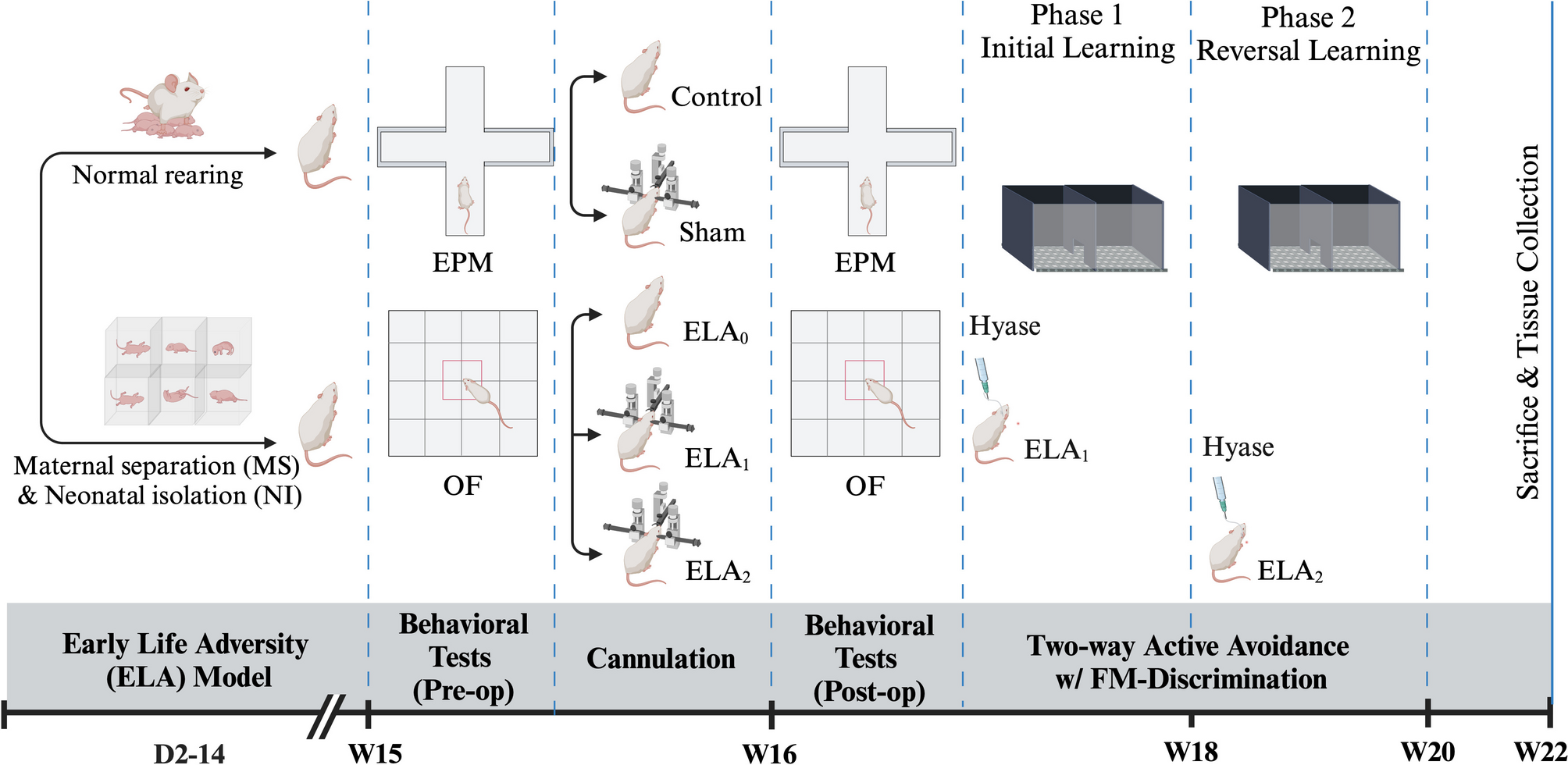 Extracellular Matrix Alterations Due to Early-Life Adversity: Implications for Auditory Learning in Male Sprague–Dawley Rats