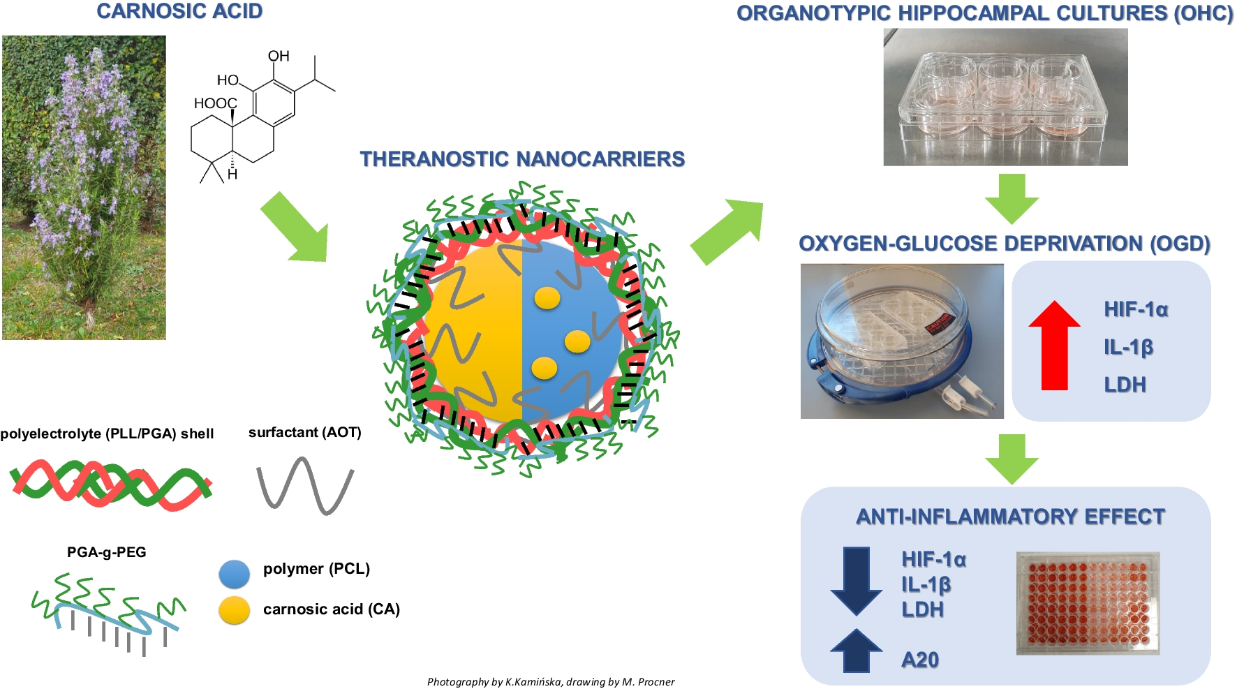 Multilayered Nanocarriers as a New Strategy for Delivering Drugs with Protective and Anti-inflammatory Potential: Studies in Hippocampal Organotypic Cultures Subjected to Experimental Ischemia
