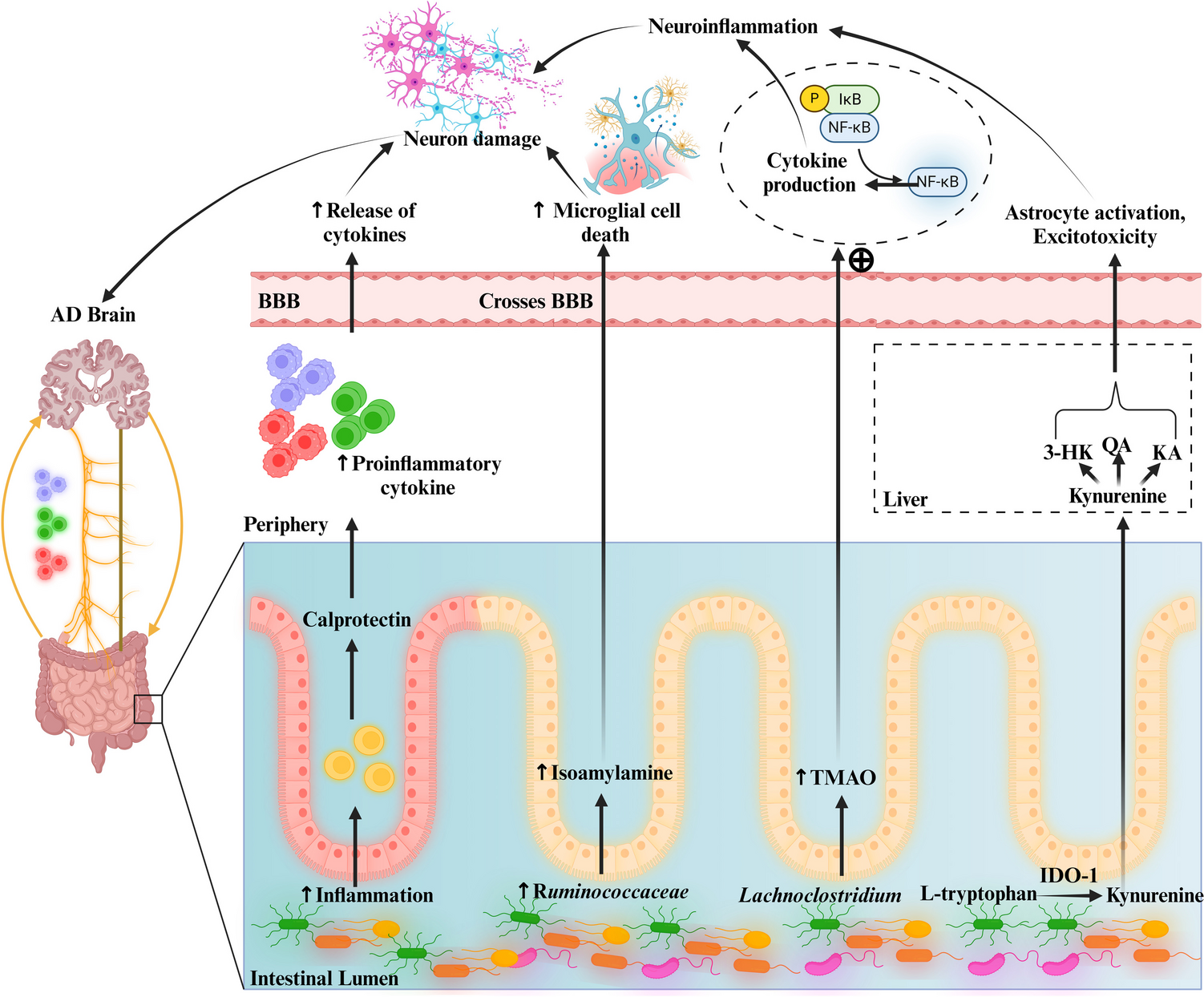 Importance of Gut Microbiota Dysbiosis and Circadian Disruption–Associated Biomarkers in Emergence of Alzheimer’s Disease