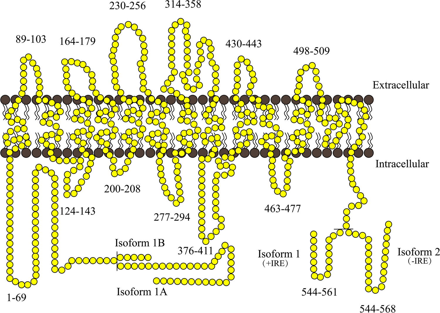 The Roles of DMT1 in Inflammatory and Degenerative Diseases