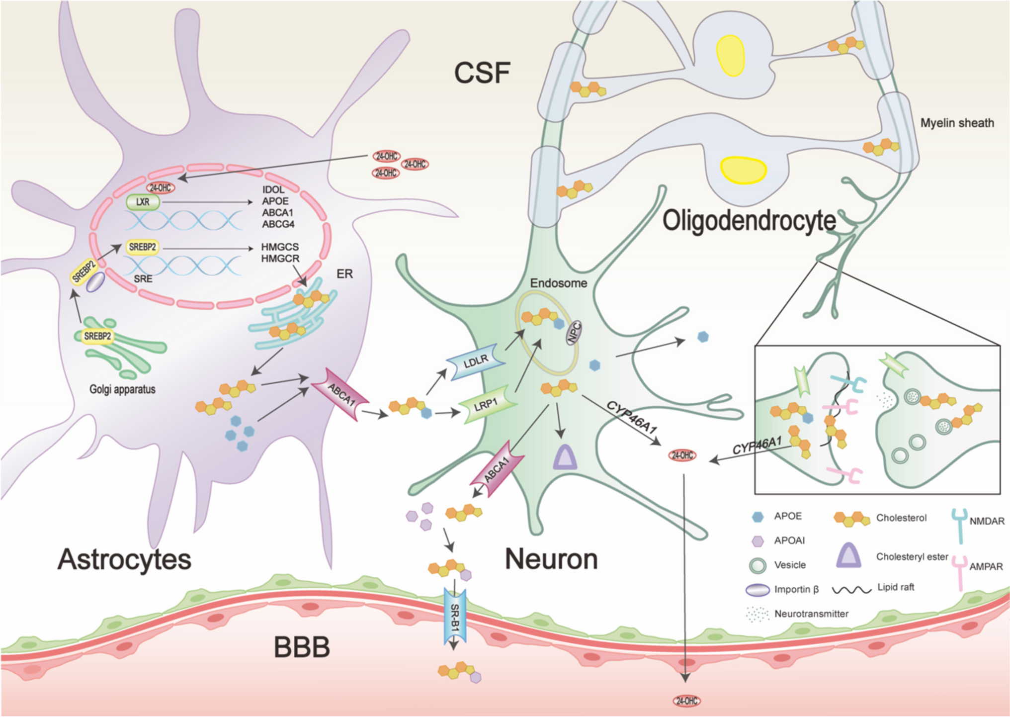 Cholesterol Metabolism in CNS Diseases: The Potential of SREBP2 and LXR as Therapeutic Targets