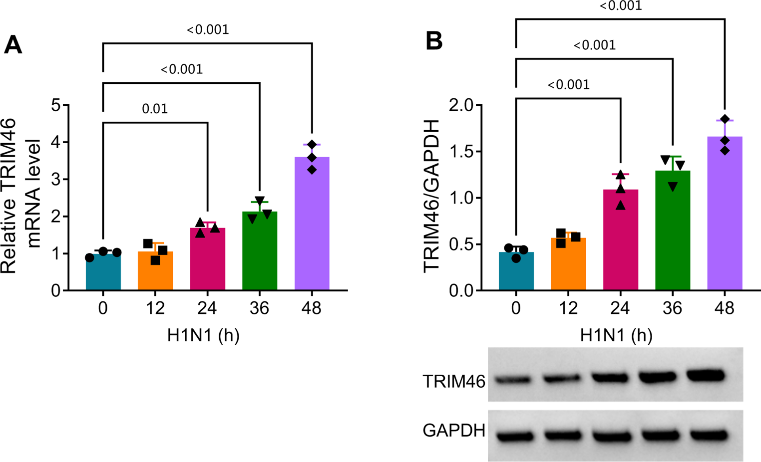 TRIM46 accelerates H1N1 influenza virus-induced ferroptosis and inflammatory response by regulating SLC7A11 ubiquitination