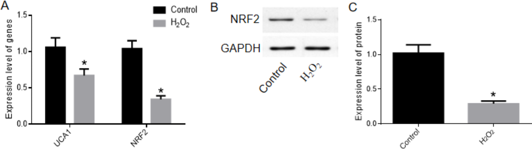 LncRNA UCA1 enhances NRF2 expression through the m6A pathway to mitigate oxidative stress and ferroptosis in aging cardiomyocytes