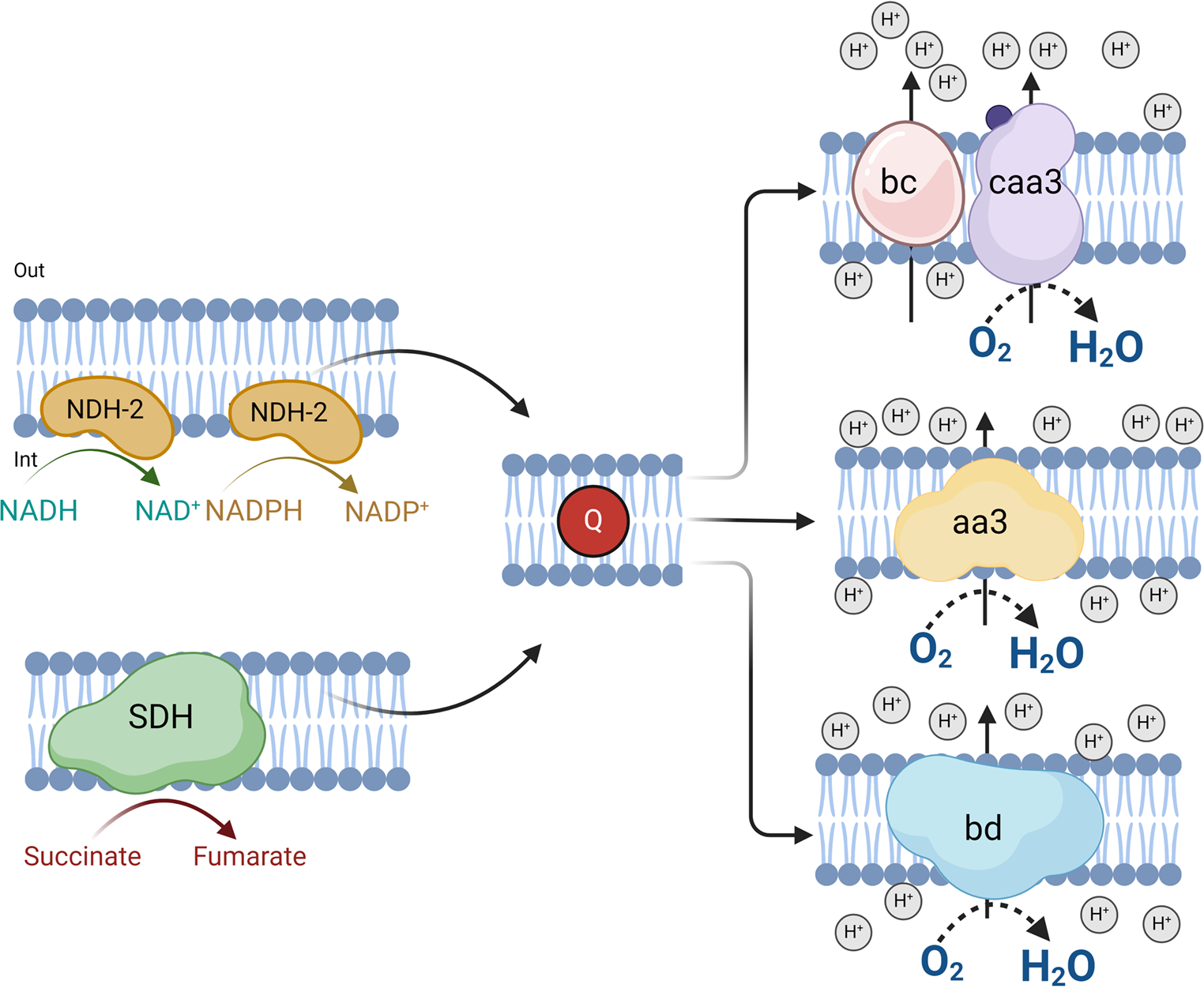 Modifications of the respiratory chain of Bacillus licheniformis as an alkalophilic and cyanide-degrading microorganism