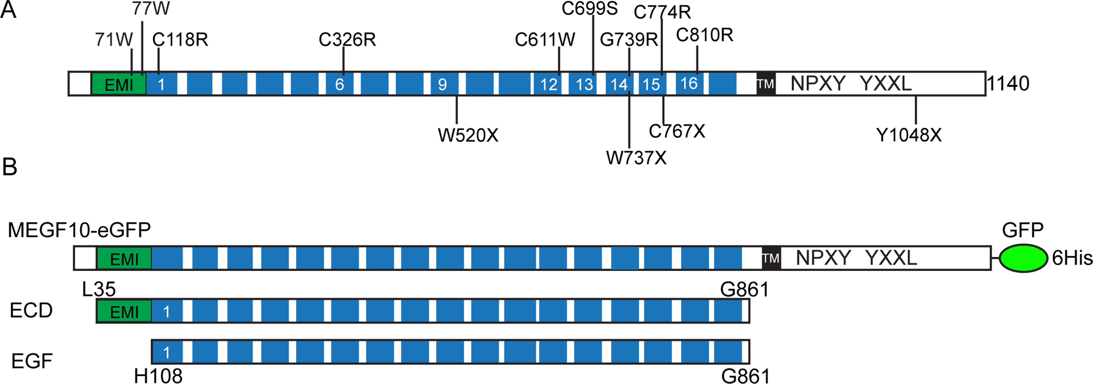 The role of MEGF10 in myoblast fusion and hypertrophic response to overload of skeletal muscle