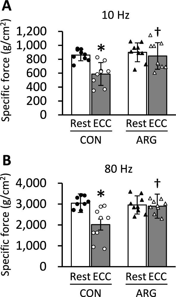 Arginine ingestion inhibits phagocyte invasion in eccentrically contracted rat fast-twitch muscle