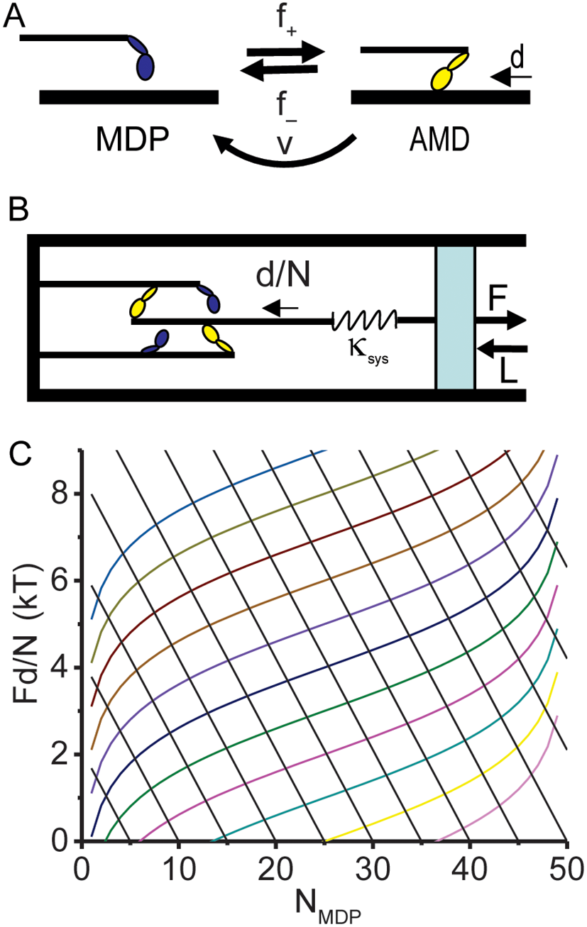 Four phases of a force transient emerge from a binary mechanical system