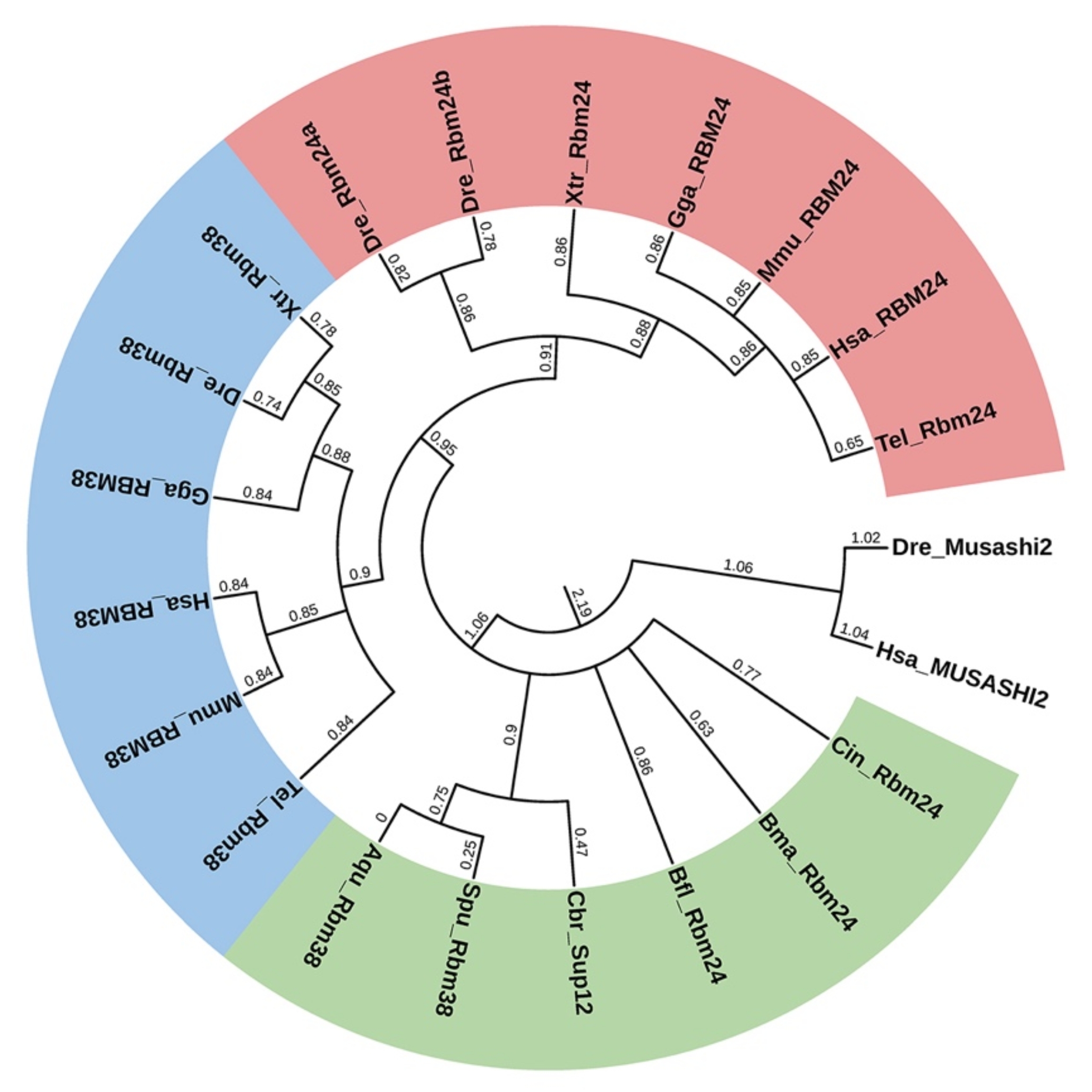 Rbm24-mediated post-transcriptional regulation of skeletal and cardiac muscle development, function and regeneration