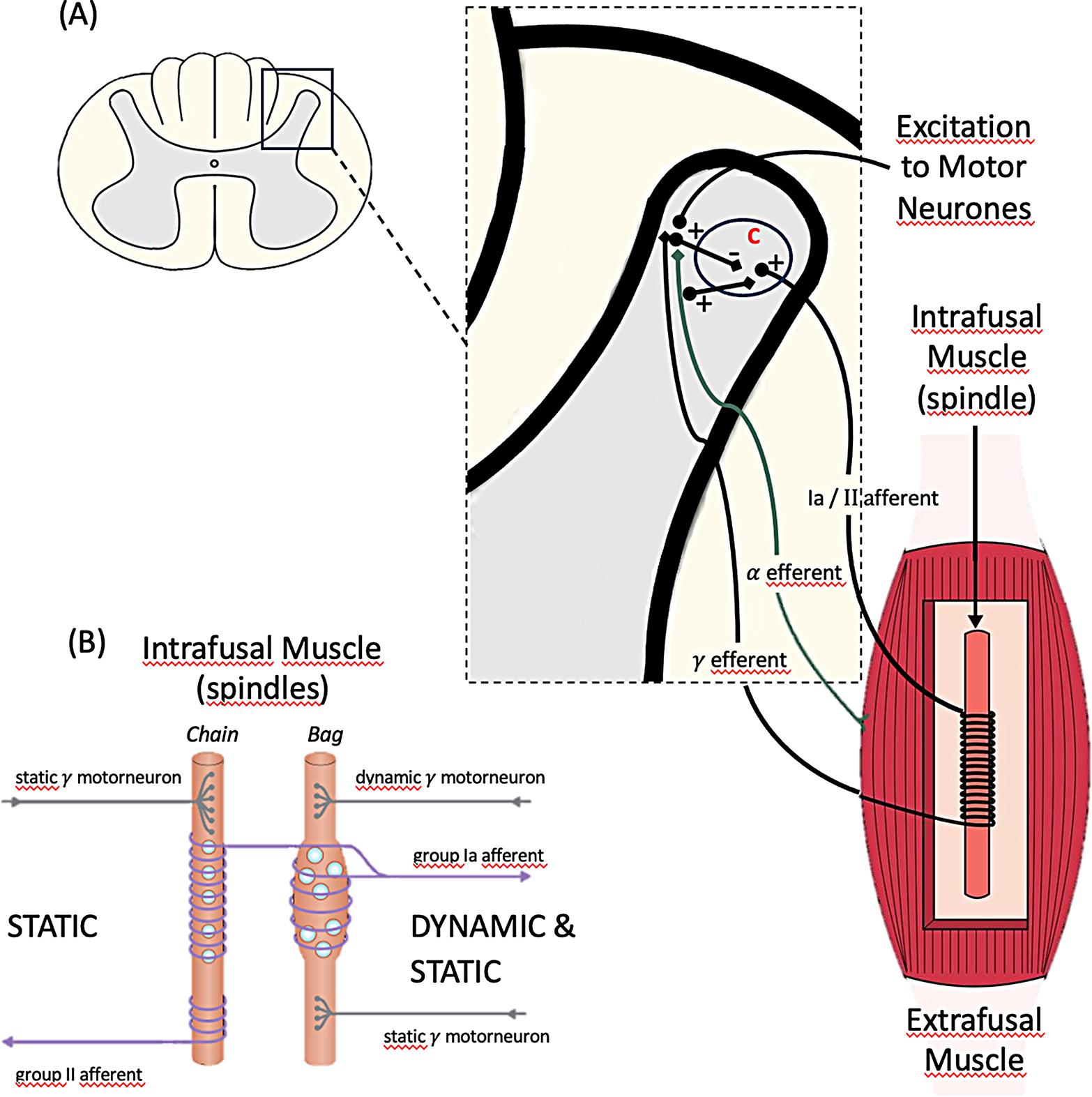 Muscle spindle receptors and their impact on Parkinson´s disease and Cerebral Palsy subjects