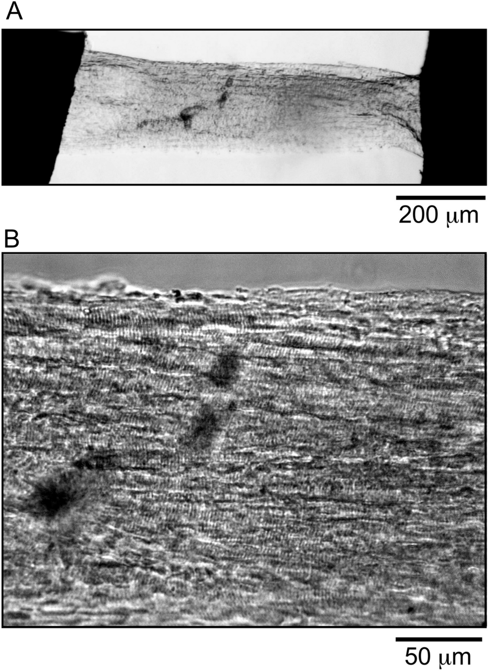 Biomechanical evaluation of flash-frozen and cryo-sectioned papillary muscle samples by using sinusoidal analysis: cross-bridge kinetics and the effect of partial Ca2+ activation