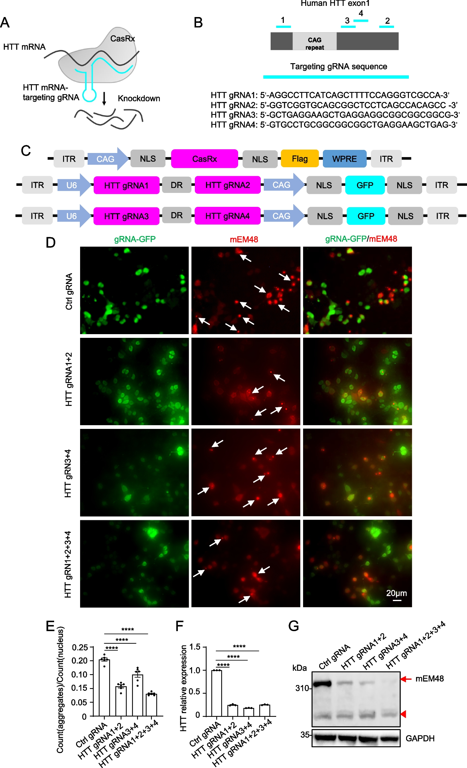RNA-Targeting CRISPR/CasRx system relieves disease symptoms in Huntington’s disease models