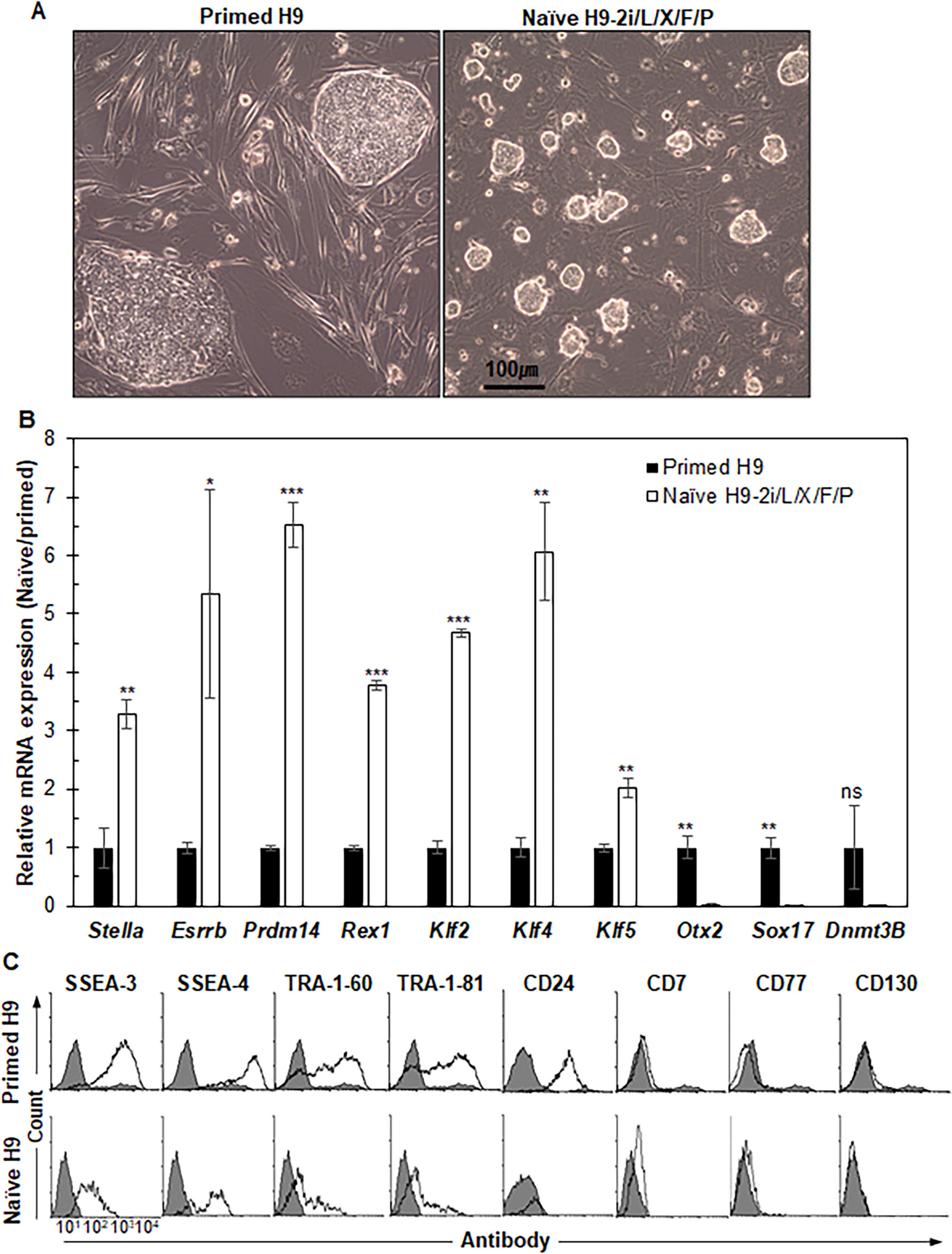 Bone marrow stromal cell antigen 2 is broadly expressed in the different pluripotent states of human pluripotent stem cells and regulates the expression of pluripotency genes and three germ layer markers