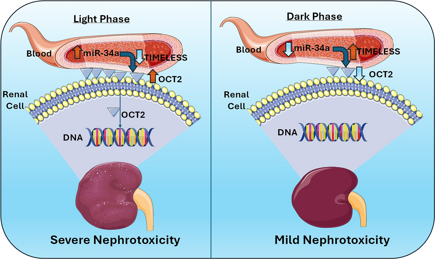 MiR-34a regulates renal circadian rhythms during cisplatin-induced nephrotoxicity