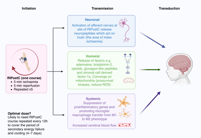 Remote ischaemic post conditioning in NE: A feasible and simple paradigm for self-protection in the brain?