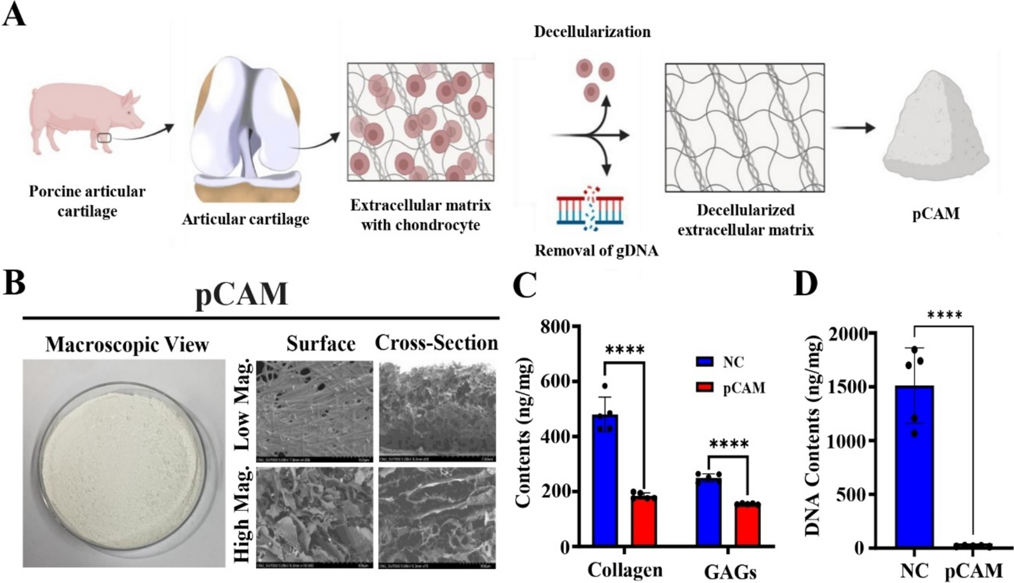 Immunomodulation Effects of Porcine Cartilage Acellularized Matrix (pCAM) for Osteoarthritis Treatment