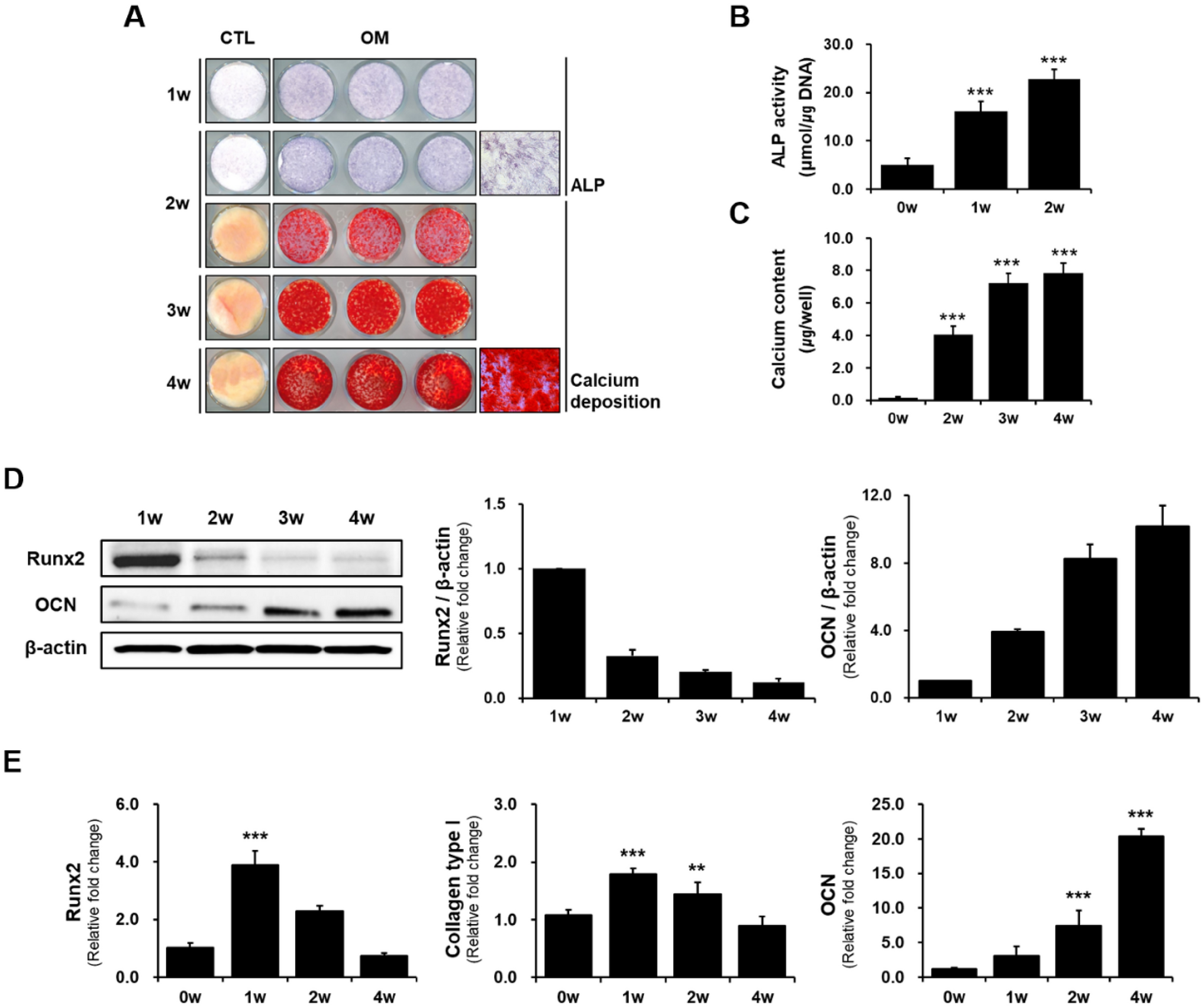 Efficacy of Bone Regeneration Cell Therapy Using Mesenchymal Stem Cells Originating from Embryonic Stem Cells in Animal Models; Bone Defects and Osteomyelitis