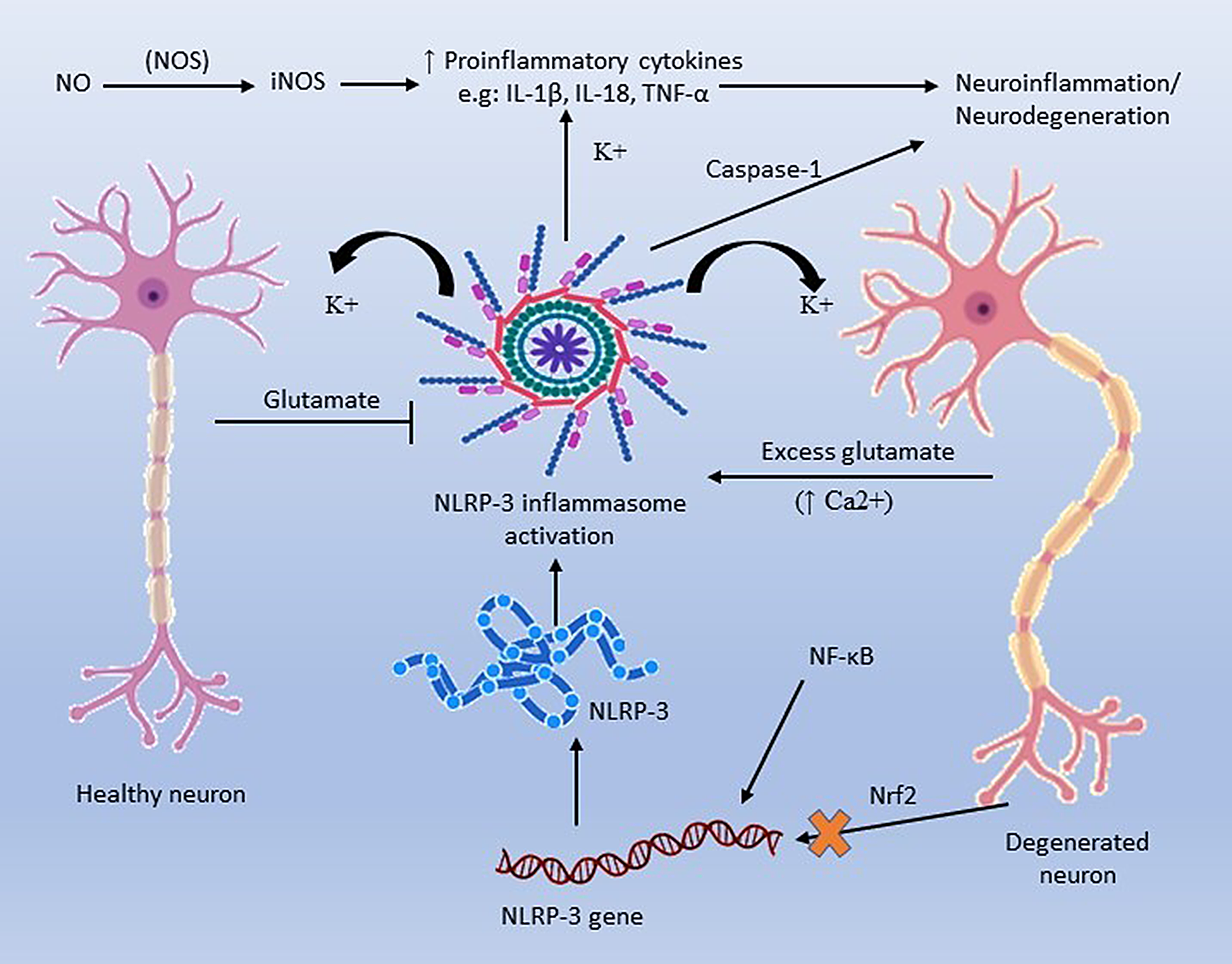 Neuroinflammation and neurodegeneration in Huntington’s disease: genetic hallmarks, role of metals and organophosphates
