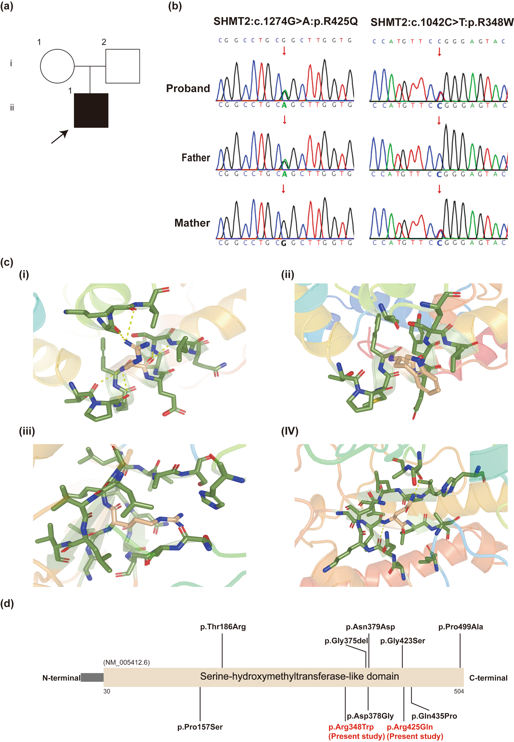 Mild neurodevelopmental disorder due to reduced SHMT2 enzymatic activity caused by novel compound heterozygous variants: expanding the phenotypic spectrum