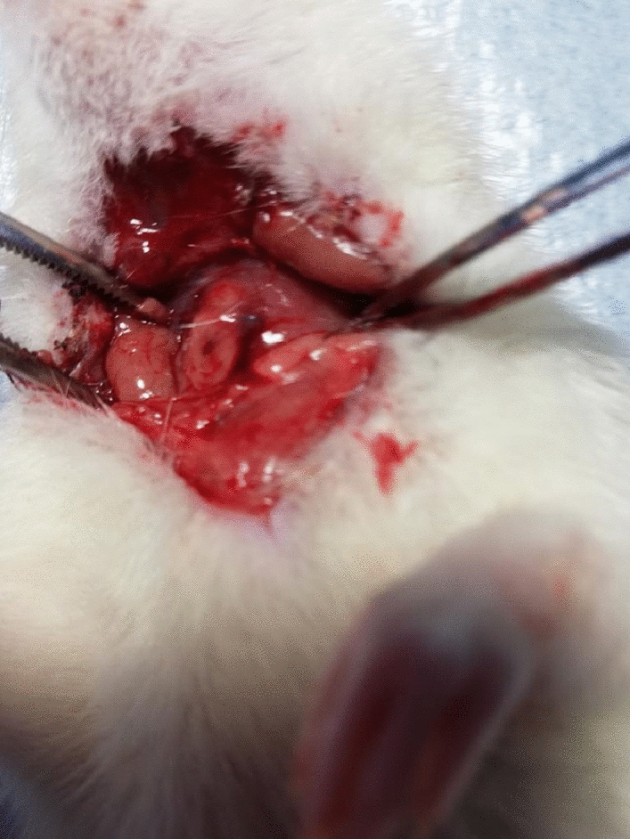 Comparative analysis with stem cell therapy in rats with pharyngocutaneous fistula formation