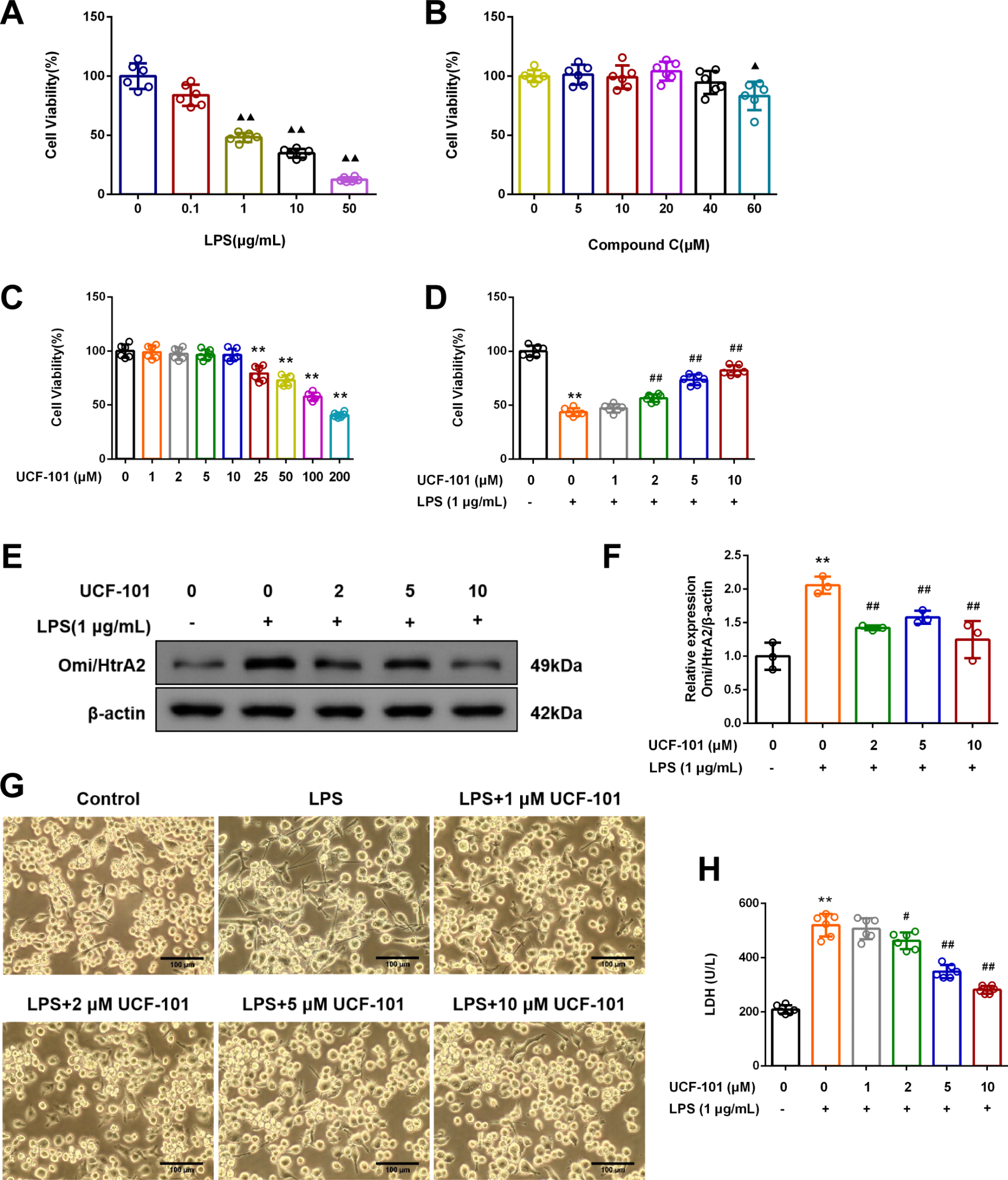 UCF-101 ameliorates traumatic brain injury by promoting microglia M2 polarization via AMPK/NF-κB pathways in LPS-induced BV2 cells