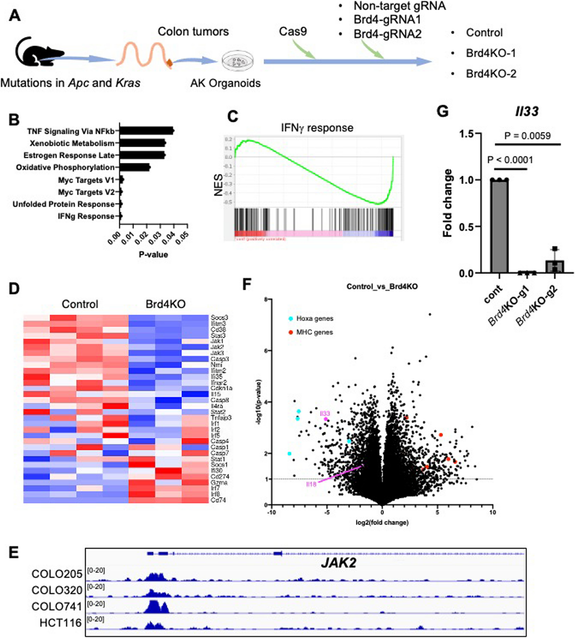 Inhibition of BRD4 attenuated IFNγ-induced apoptosis in colorectal cancer organoids