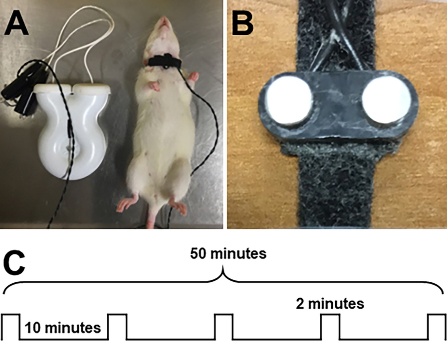 Noninvasive Vagus Nerve Stimulation Protects Neurons in the Perihematomal Region and Improves the Outcomes in a Rat Model of Intracerebral Hemorrhage
