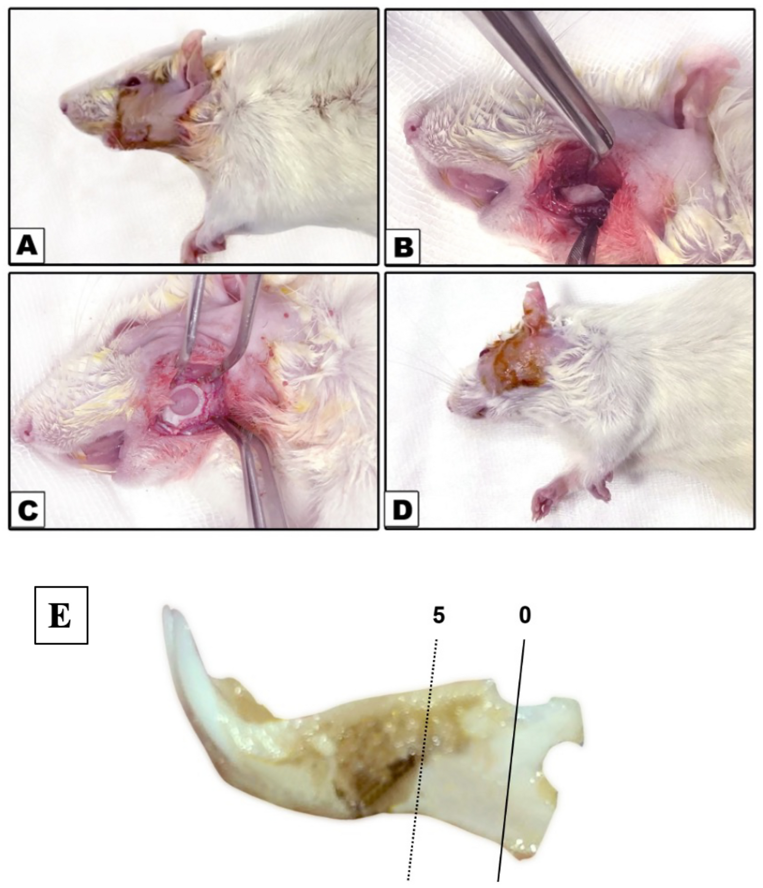 Osteogenic potential of silver nanoparticles in critical sized mandibular bone defects: an experimental study in white albino rats