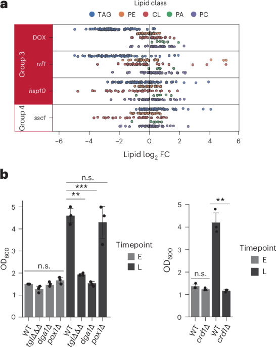 Multiomics reveals that triacylglycerol mobilization helps drive recovery from mitochondrial stress