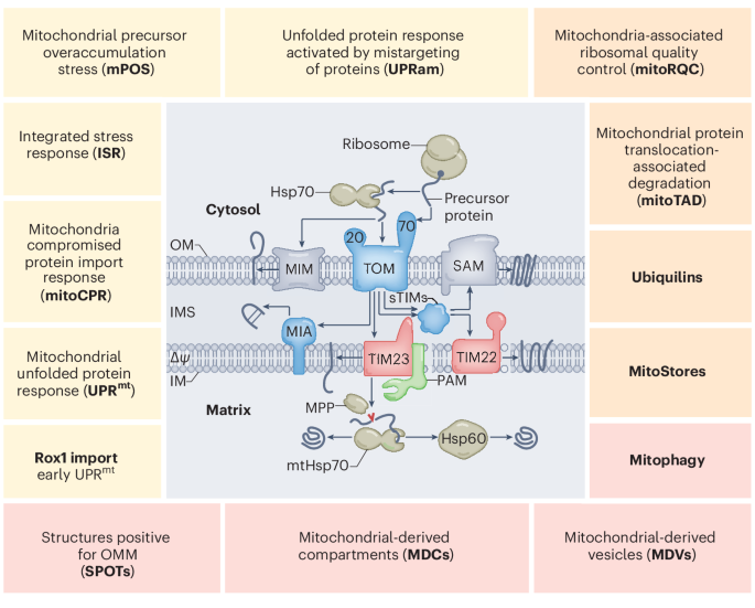 Mitochondrial protein import stress