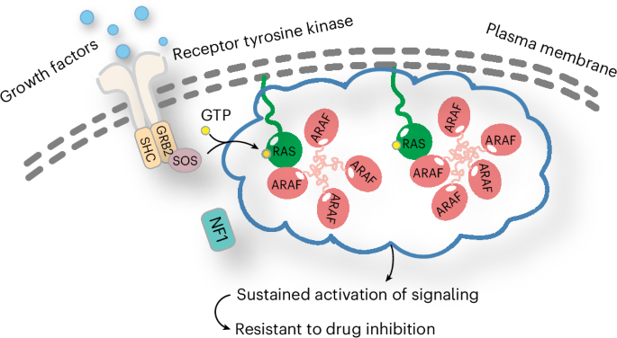 Plasma membrane-associated ARAF condensates fuel RAS-related cancer drug resistance