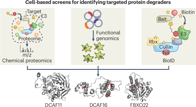Implications of frequent hitter E3 ligases in targeted protein degradation screens