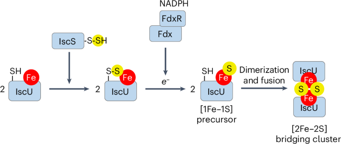 The ISC machinery assembles [2Fe–2S] clusters by formation and fusion of [1Fe–1S] precursors