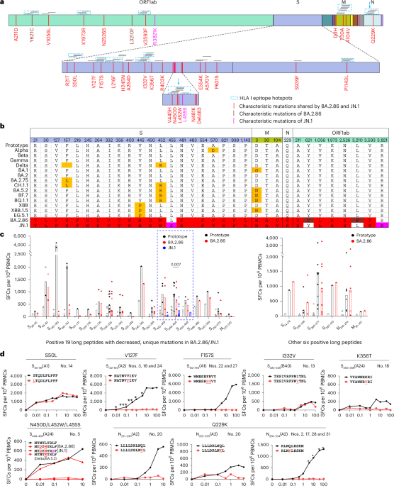 T cell immune evasion by SARS-CoV-2 JN.1 escapees targeting two cytotoxic T cell epitope hotspots